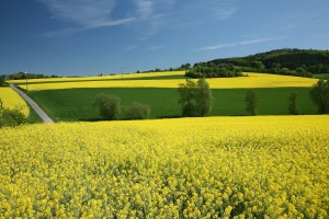 Campo de colza para biodiesel