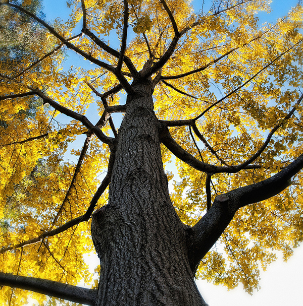 Las hojas de un Ginkgo Biloba en el otoño