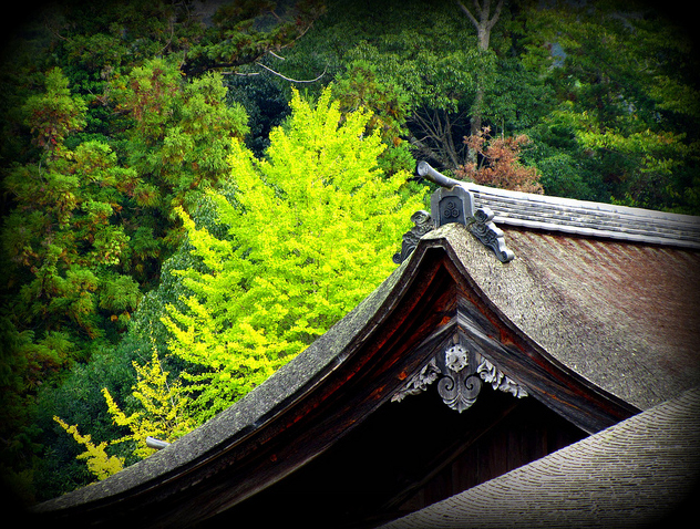 Visión primaveral de un Ginkgo Biloba plantado cerca de un templo