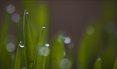 brotes verdes